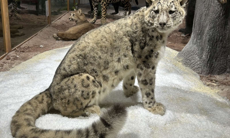 Природонаучният музей в Пловдив се сдоби със Снежен леопард